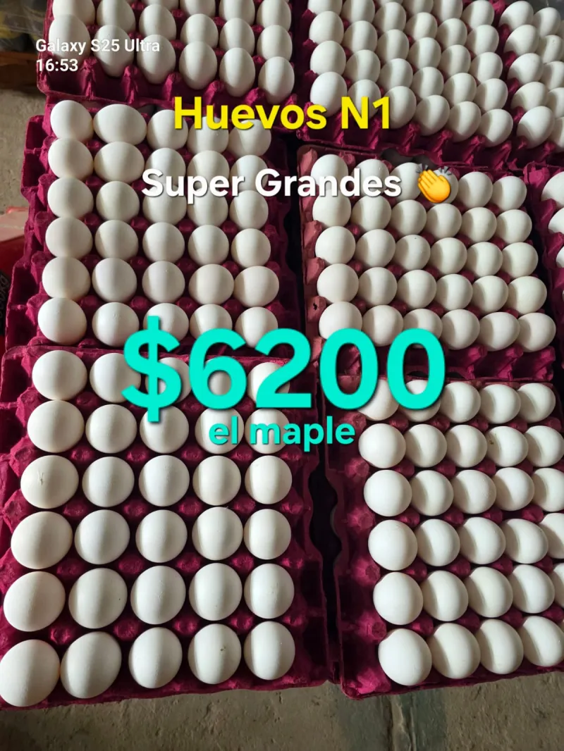 MAPLE DE HUEVO N°1